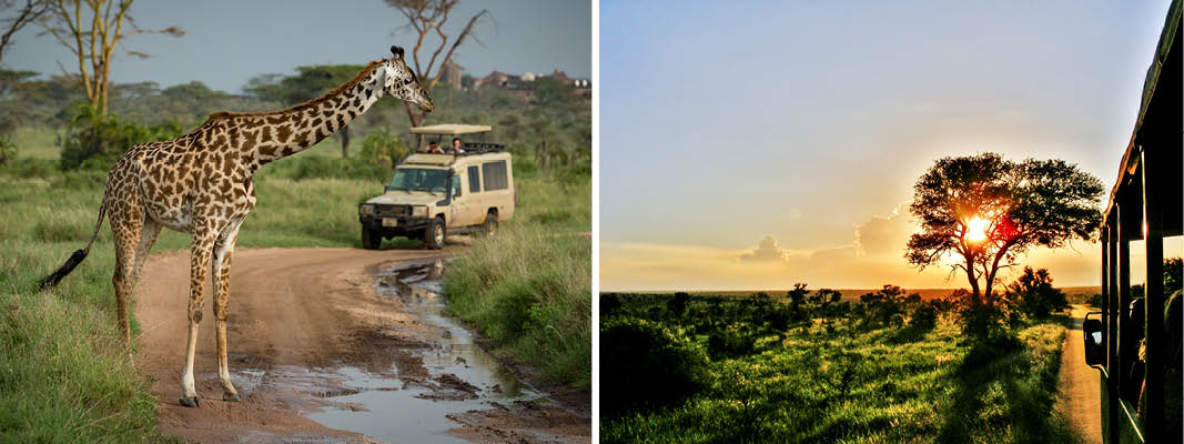 En giraff i naturen i Sydafrika med en jeep i frgrunden ute p safari och en solnedgng nra Johannesburg.
